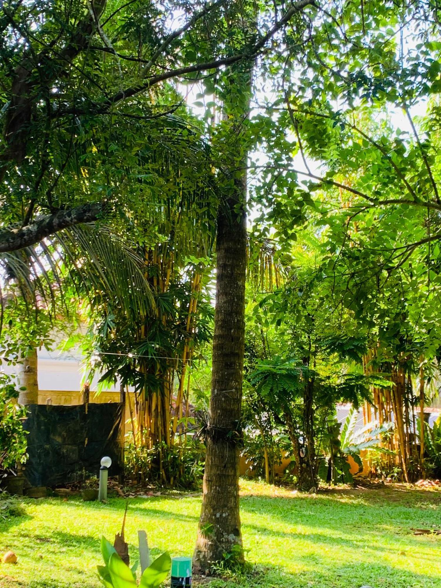 דיקוולה Cinnamon House Hiriketiya מראה חיצוני תמונה